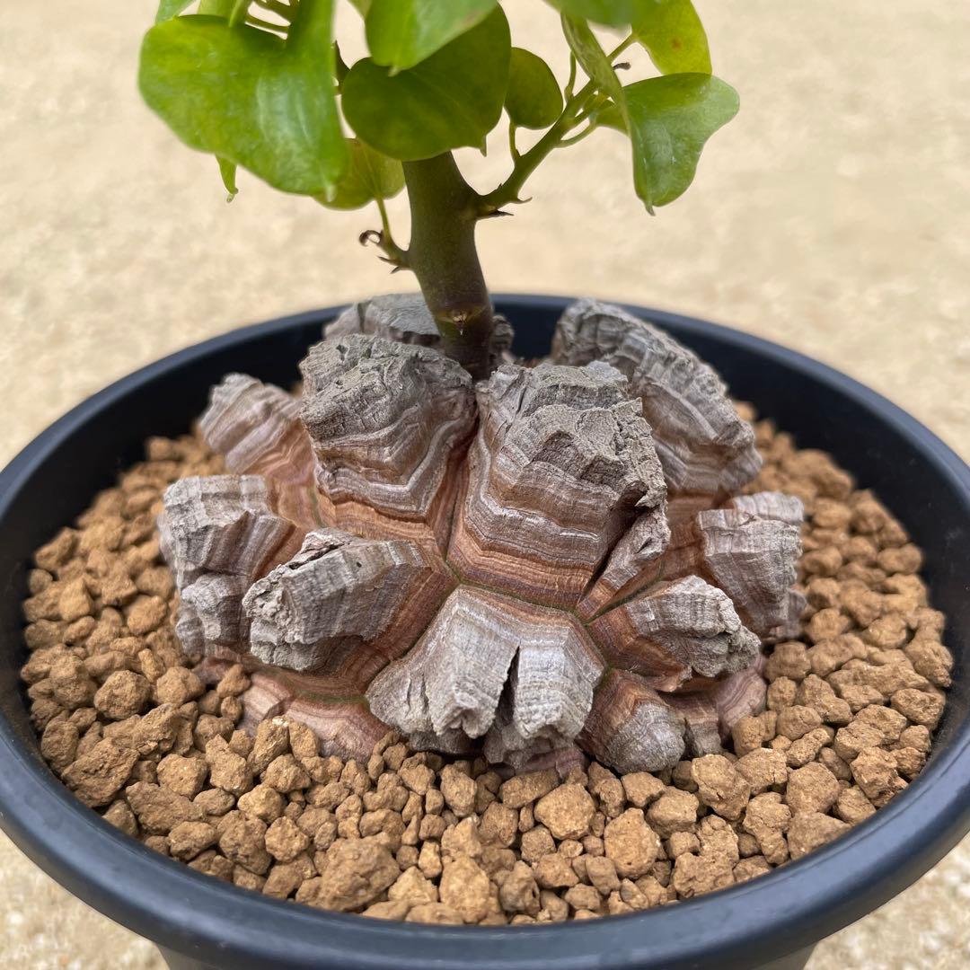 亀甲竜　4号鉢　良型　塊根植物