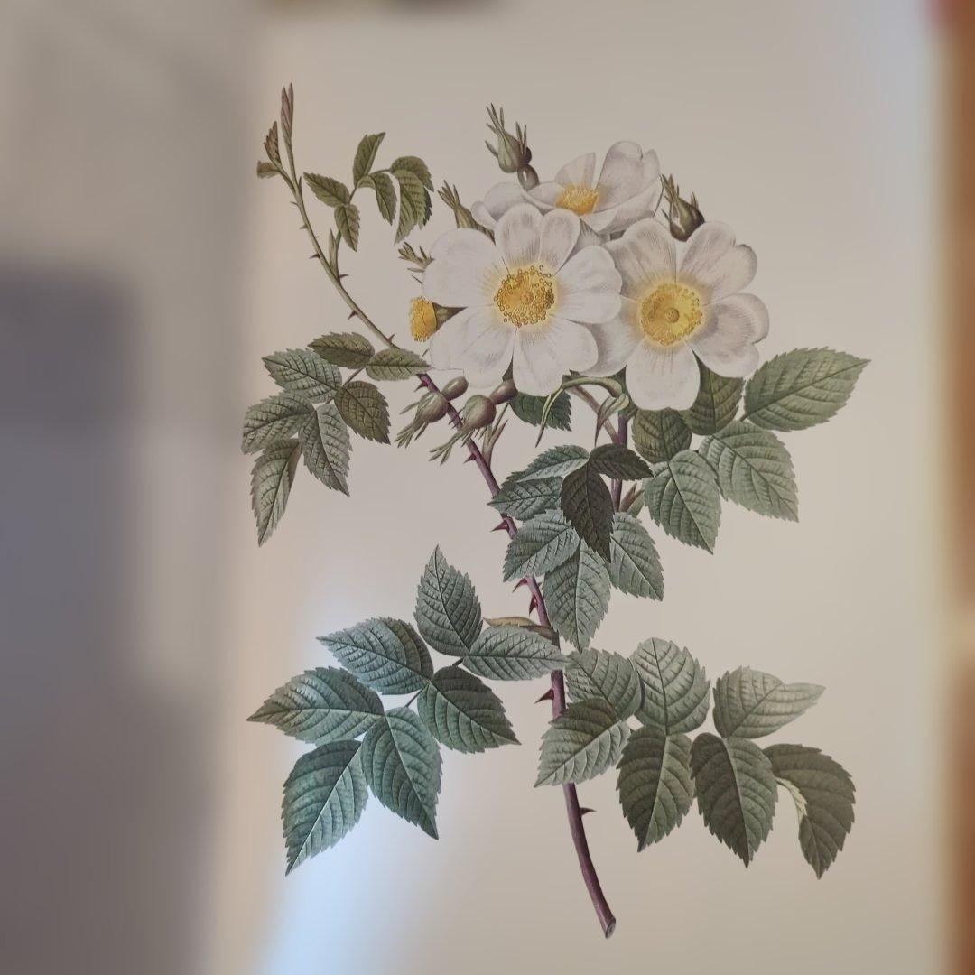REDOUTÉ'S ROSES 大型本