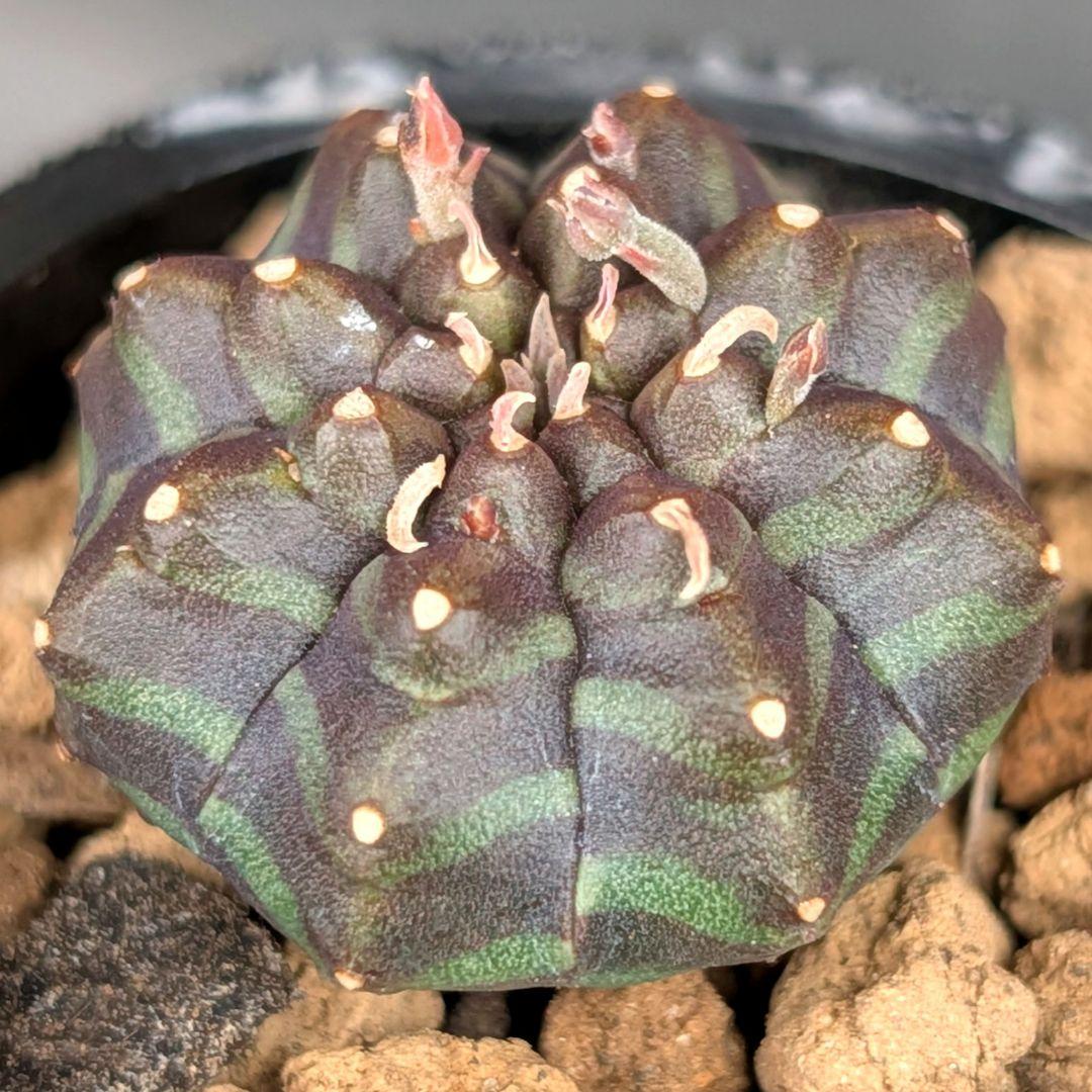 多肉植物 ユーフォルビア スーパーブラックバリダ(実生苗です)