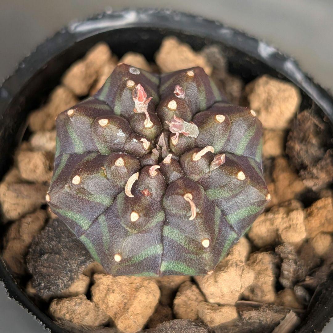 多肉植物 ユーフォルビア スーパーブラックバリダ(実生苗です)