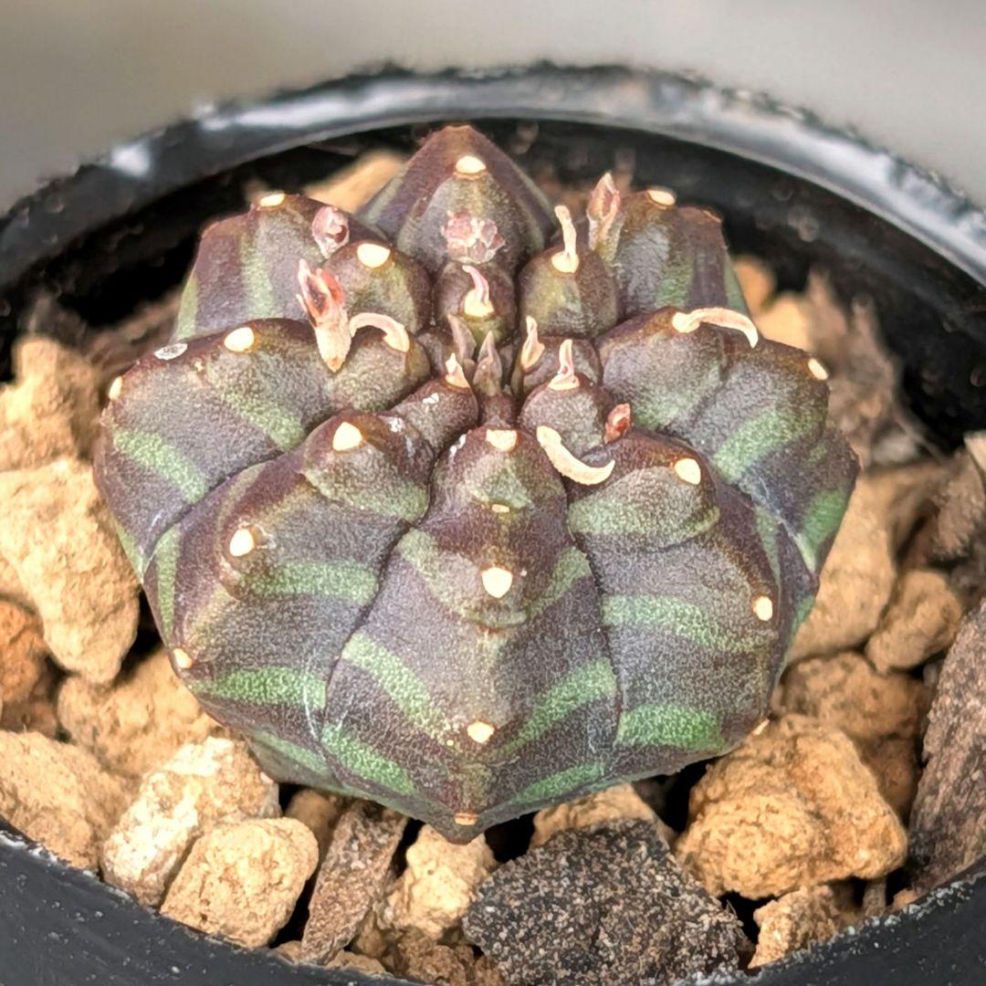 多肉植物 ユーフォルビア スーパーブラックバリダ(実生苗です)