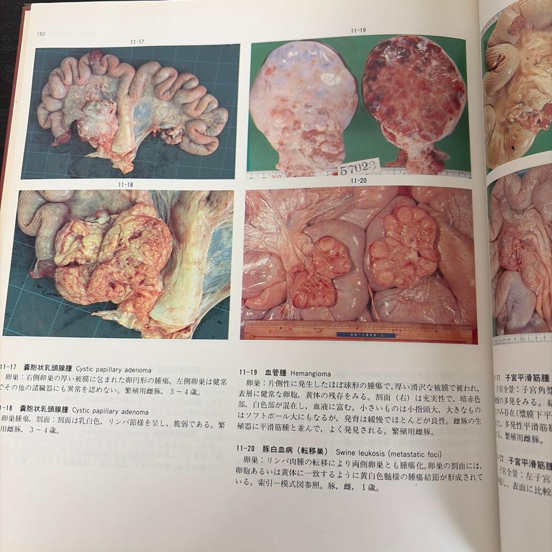 食肉衛生検査病理学カラーアトラス