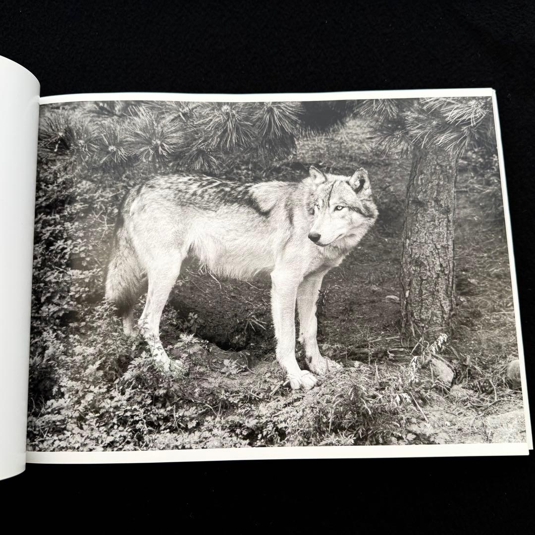 ウルフ 狼 写真集「Wolf Empire」Scott Ian Barry