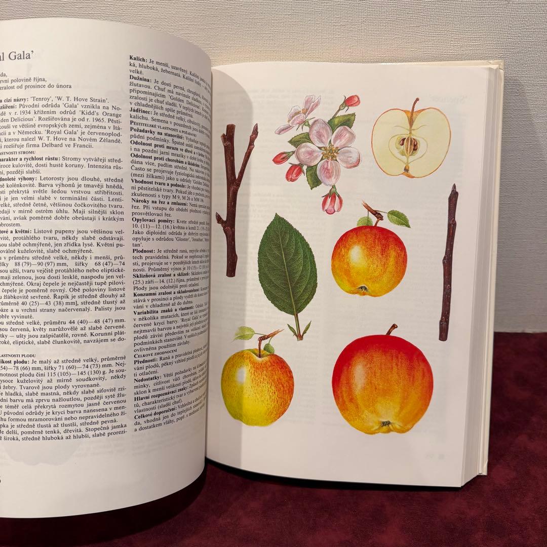 14⑧チェコ果物図鑑2冊セット　植物図鑑　ジャンクジャーナル　洋書　ボタンニカル