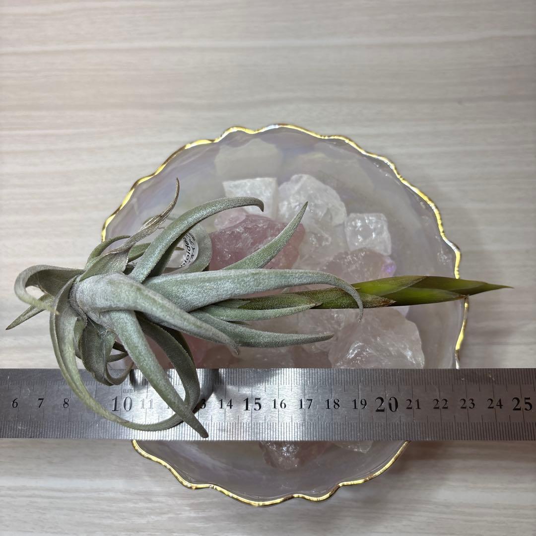 ブロメリア・エアープランツ Tillandsia xiphioides