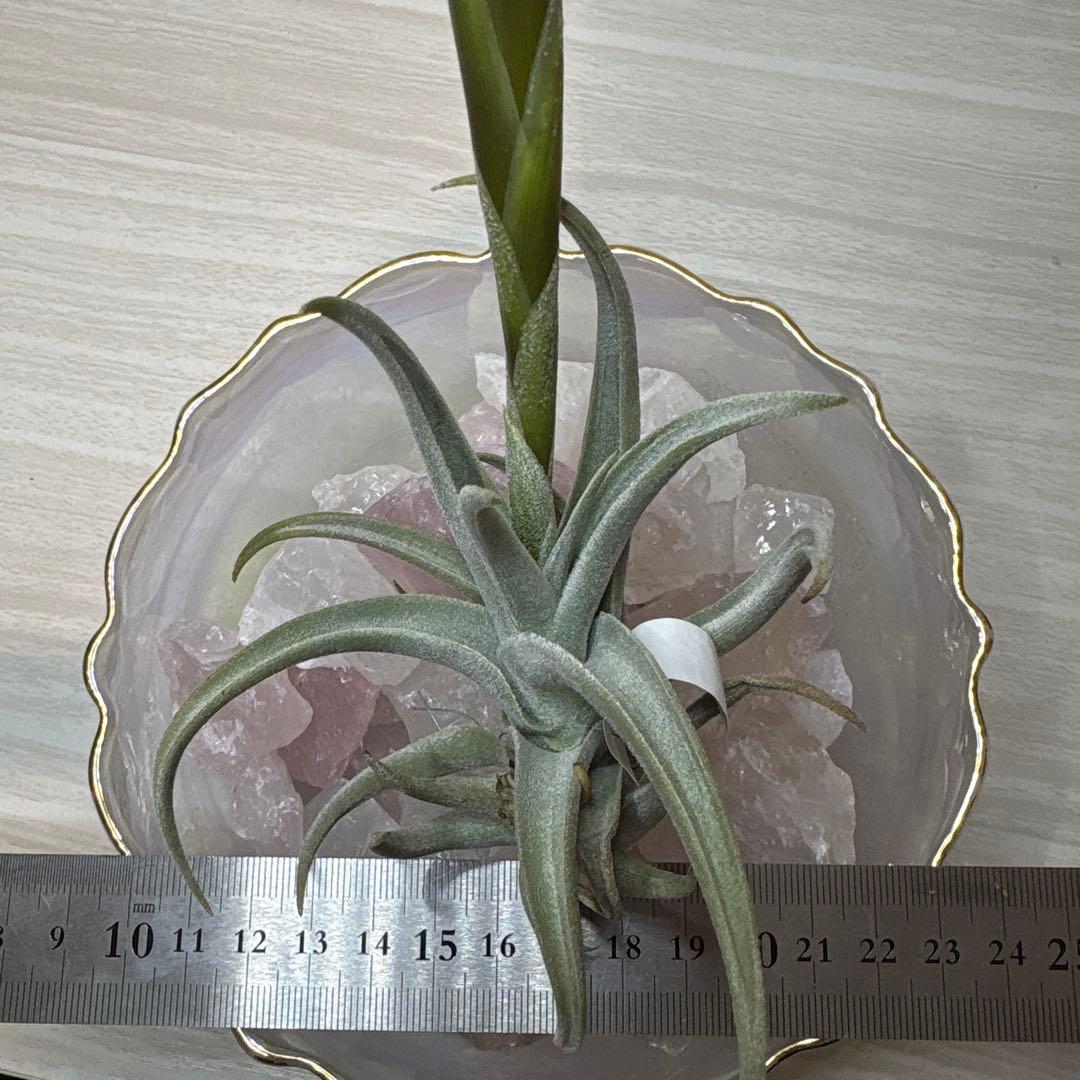 ブロメリア・エアープランツ Tillandsia xiphioides