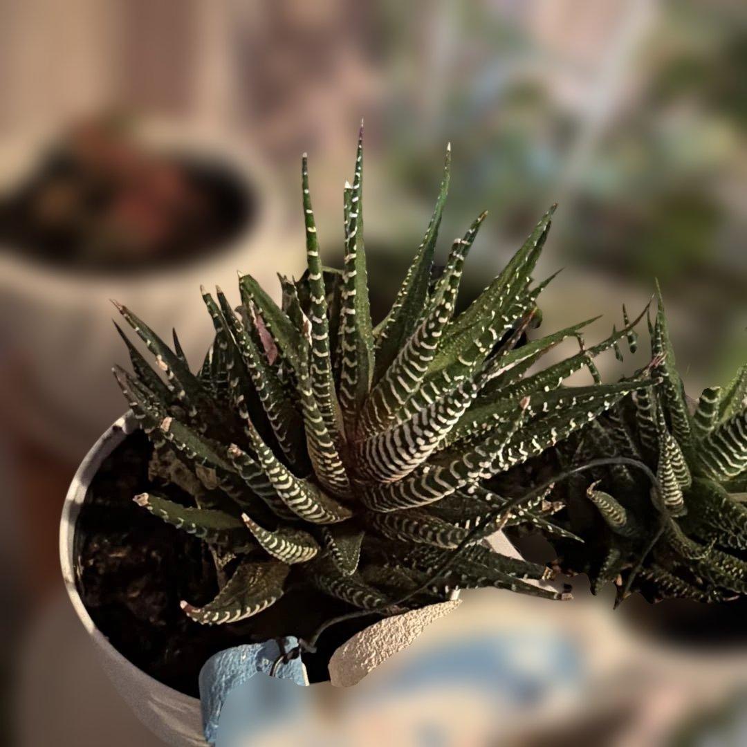 観葉植物