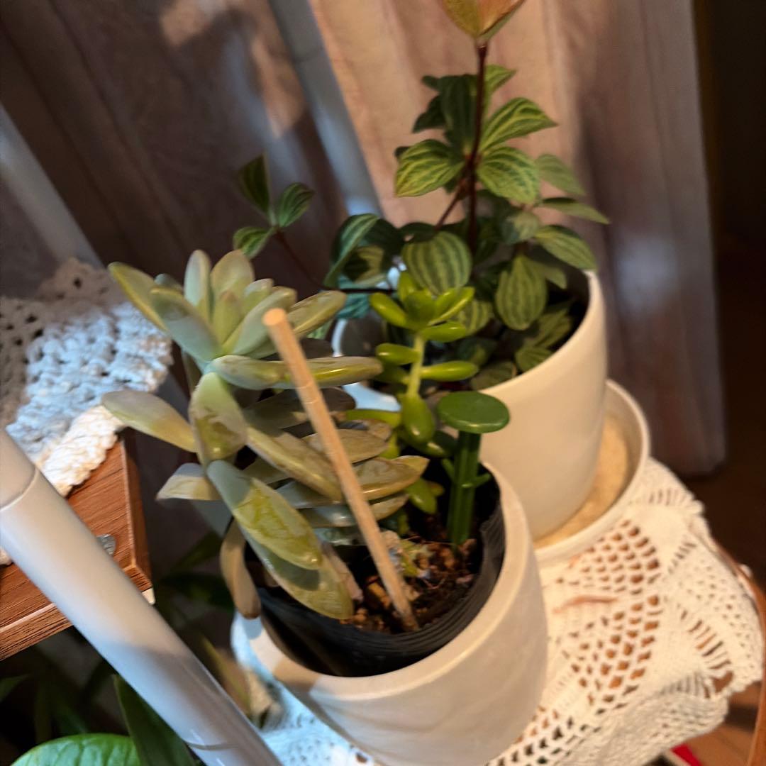 観葉植物