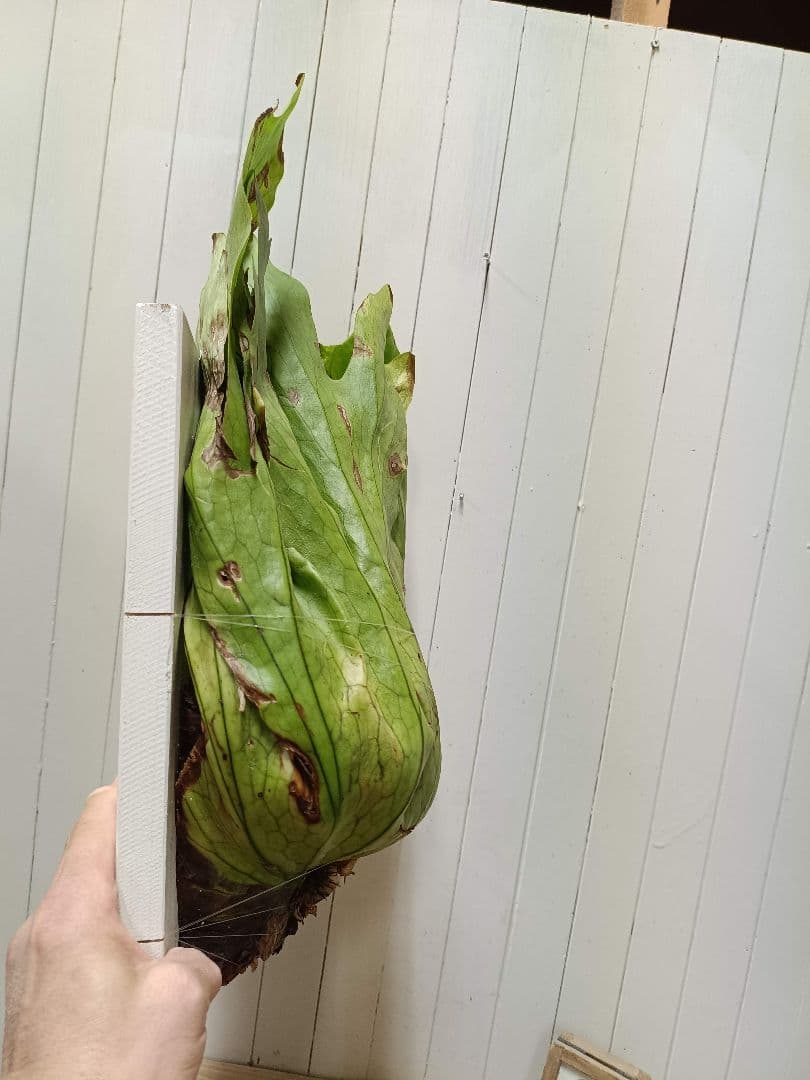 Z703【板付！LLサイズ】ビカクシダ グランデ ワイルド 現地球3/19輸入