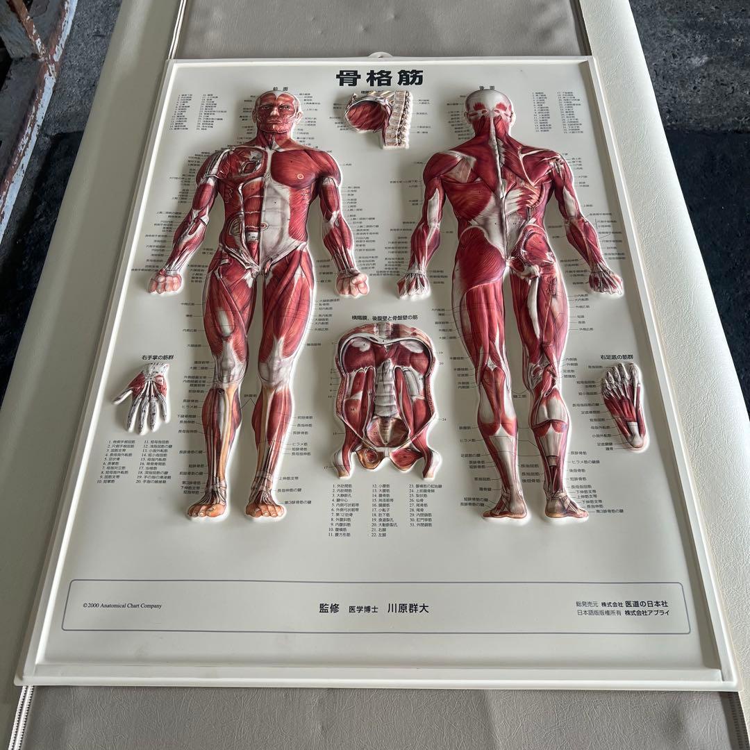［200675］骨格筋パネル模型 整体 学習用 インテリア 幅54×縦74cm