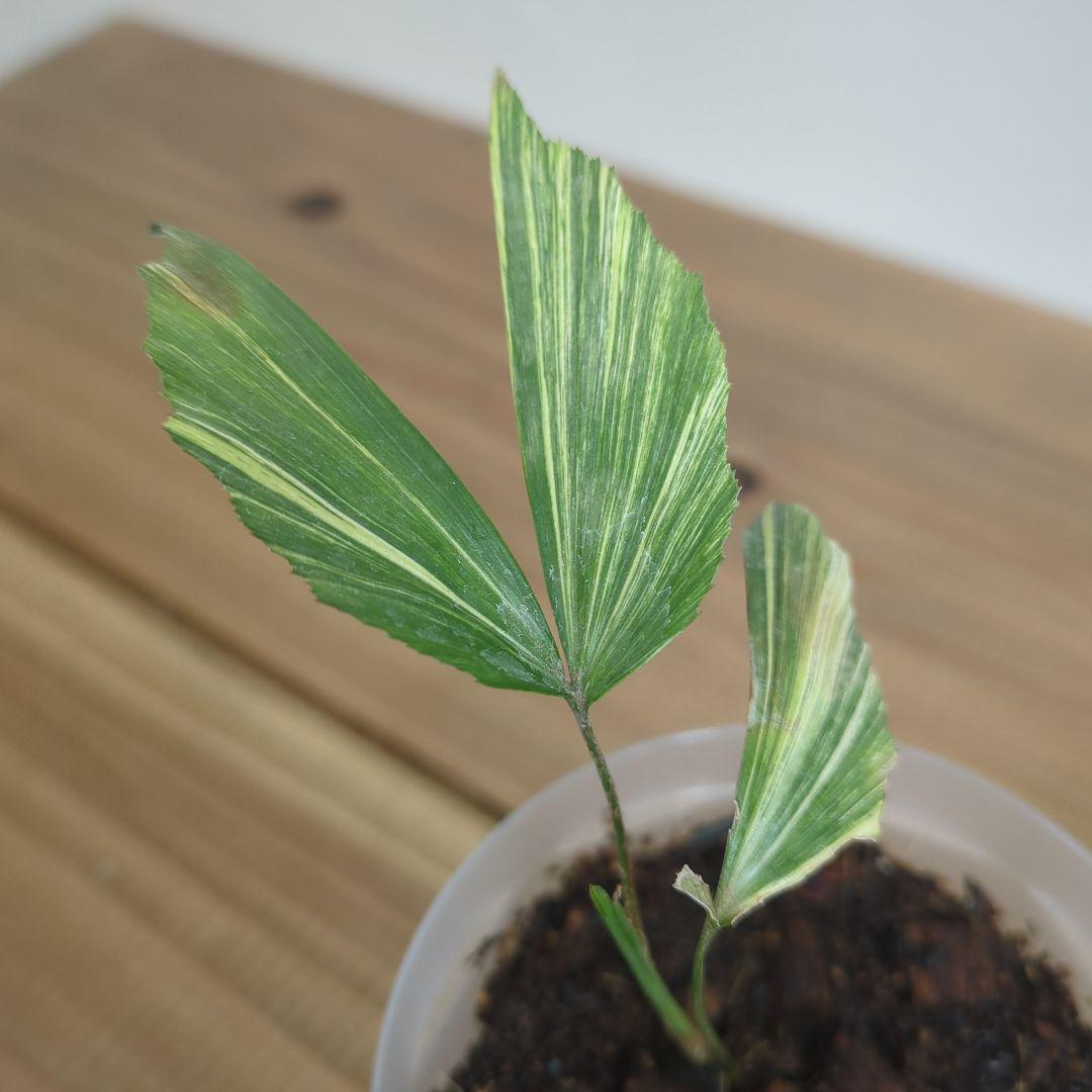 その他観葉植物 Caryota mitis variegated