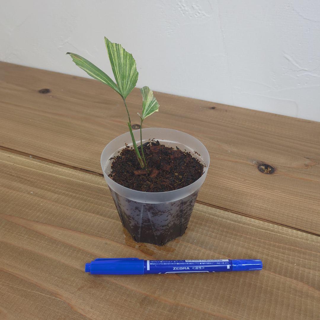 その他観葉植物 Caryota mitis variegated