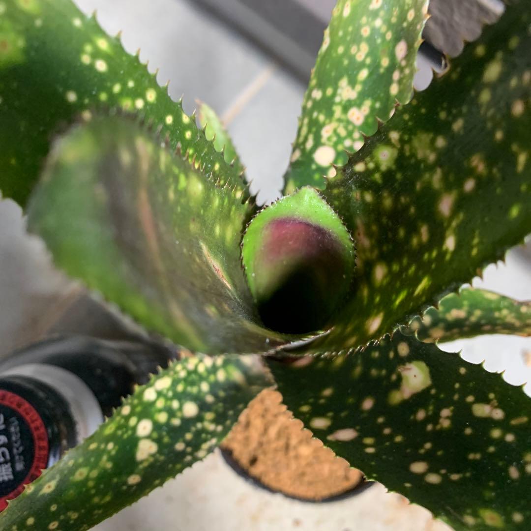 ブロメリア・エアープランツ Billbergia Kolan raspberry cream