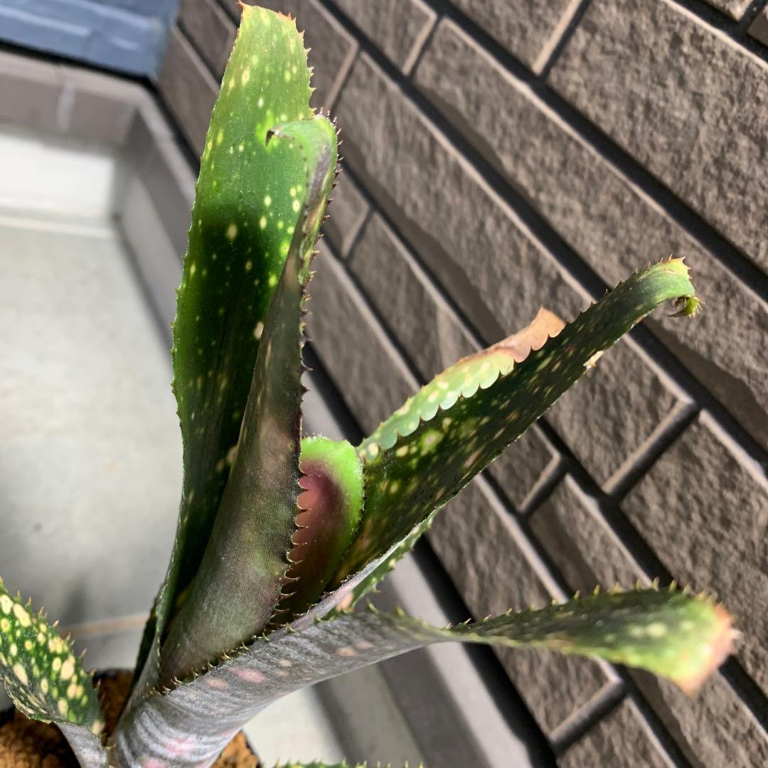 ブロメリア・エアープランツ Billbergia Kolan raspberry cream