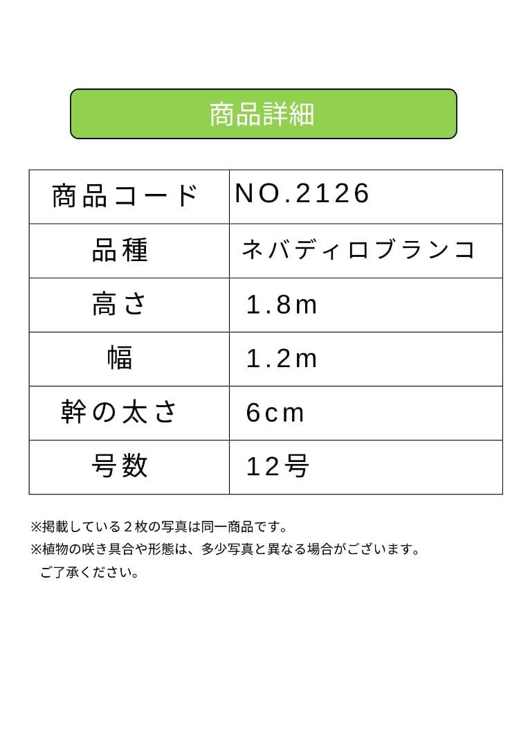 オリーブの木　ネバディロブランコ　大型　約180cm　NO.2126　人気　現品