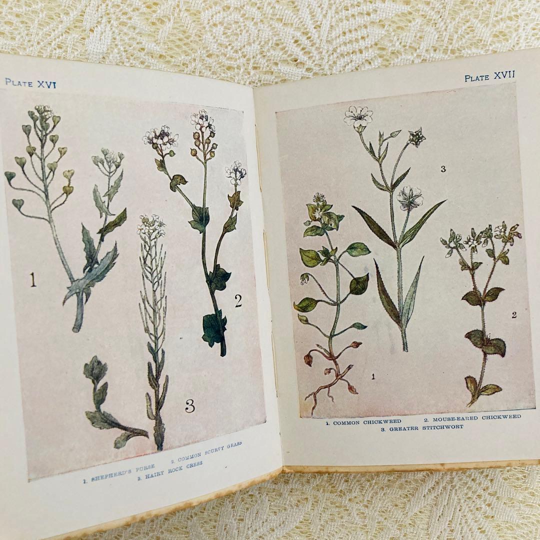 洋書　古書　アンティーク　イギリスの植物図鑑　美しいカラー図版48点♡