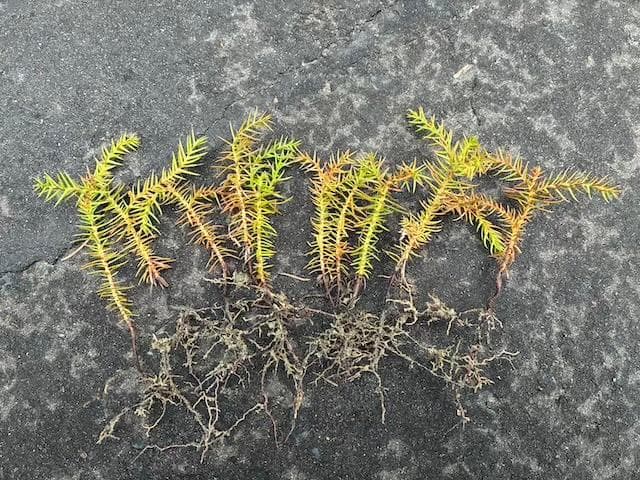 杉の苗木50本/杉の苗/杉/幼木/盆栽/地植え/お庭/庭木/観葉植物/苗/苗木