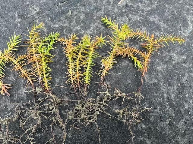 杉の苗木50本/杉の苗/杉/幼木/盆栽/地植え/お庭/庭木/観葉植物/苗/苗木
