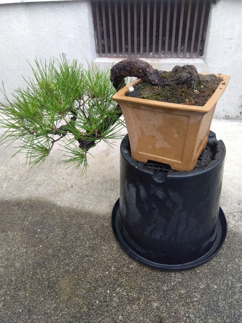 黒松　盆栽　4.5号陶器鉢つき　懸崖❗　①