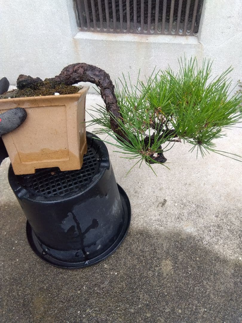 黒松　盆栽　4.5号陶器鉢つき　懸崖❗　①