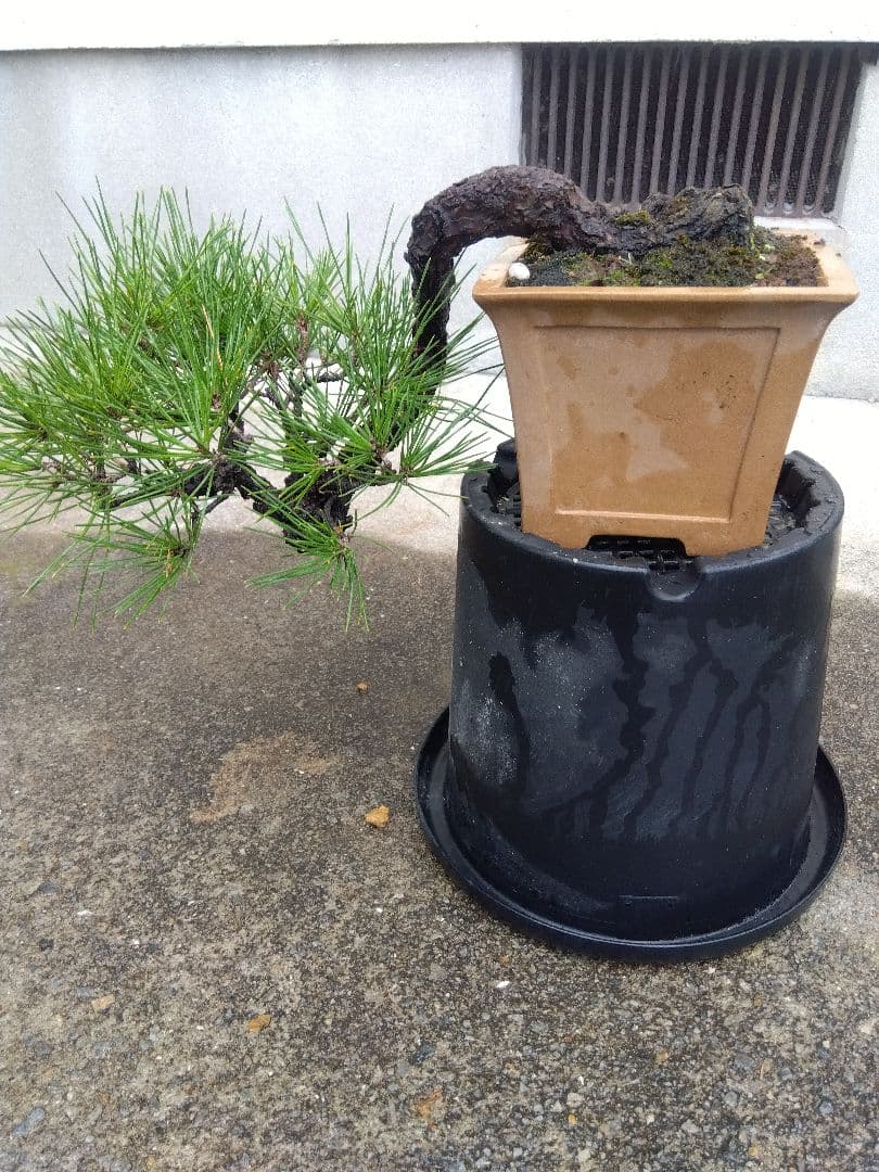 黒松　盆栽　4.5号陶器鉢つき　懸崖❗　①