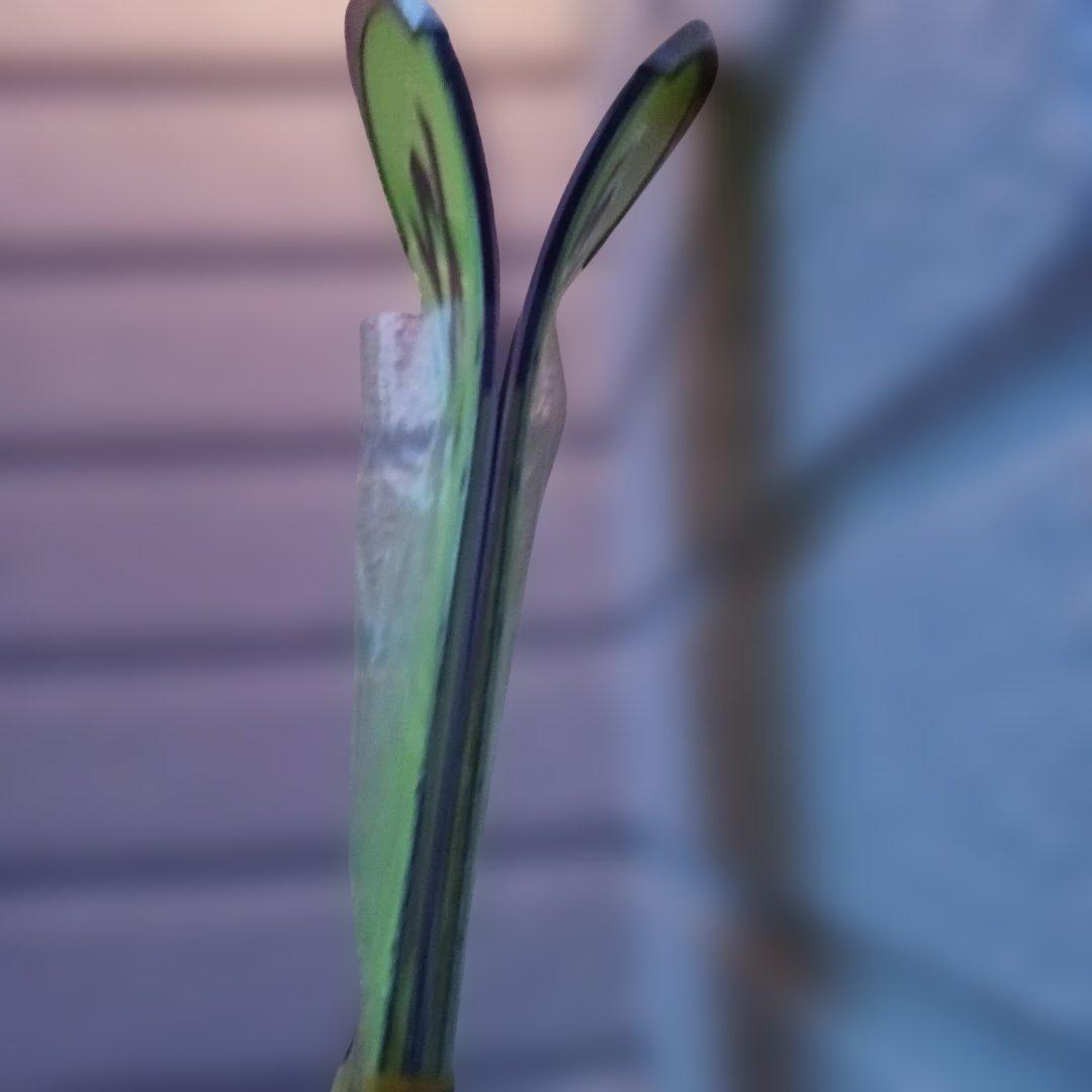 Völkl フォルクルレースタイガーSL170cm