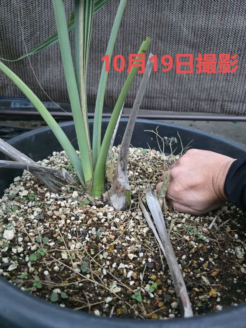 サバルヤシ（サバルウレサナ/ソノラパルメット）希少種