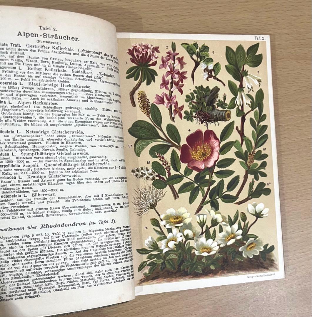 No.351 ドイツ アンティーク 洋書 ボタニカルアート 植物図鑑
