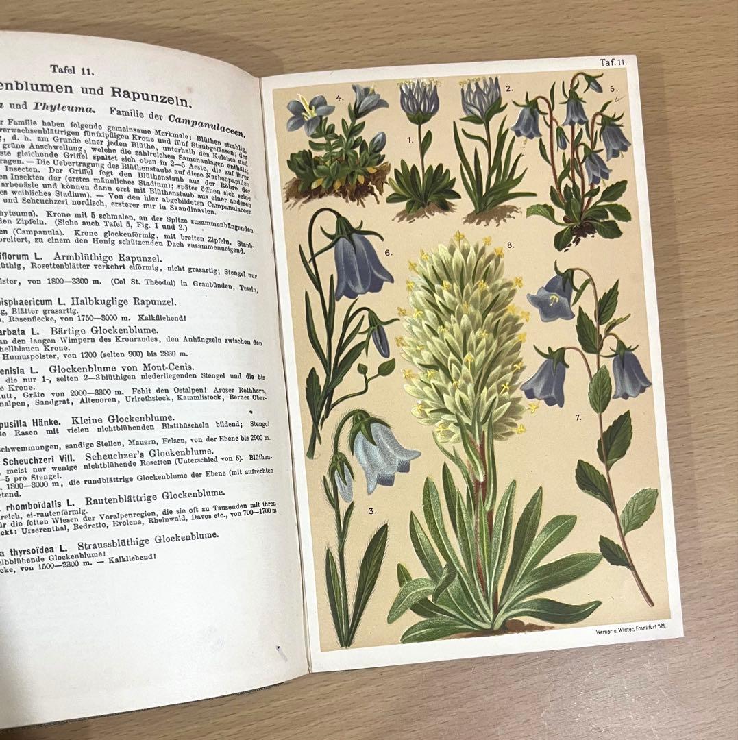 No.351 ドイツ アンティーク 洋書 ボタニカルアート 植物図鑑