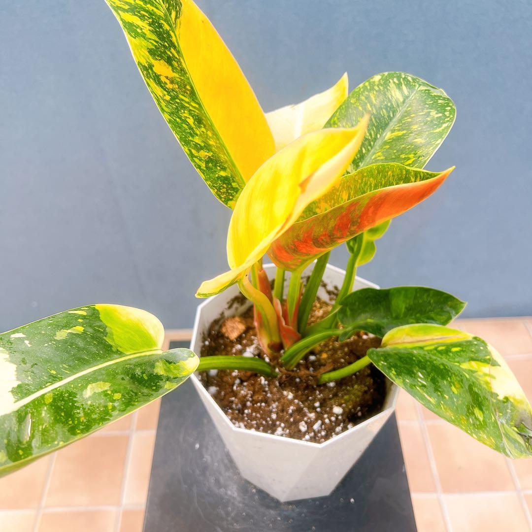 現品　フィロデンドロン　グリーンコンゴ　斑入り　3番　観葉植物　ドライガーデン