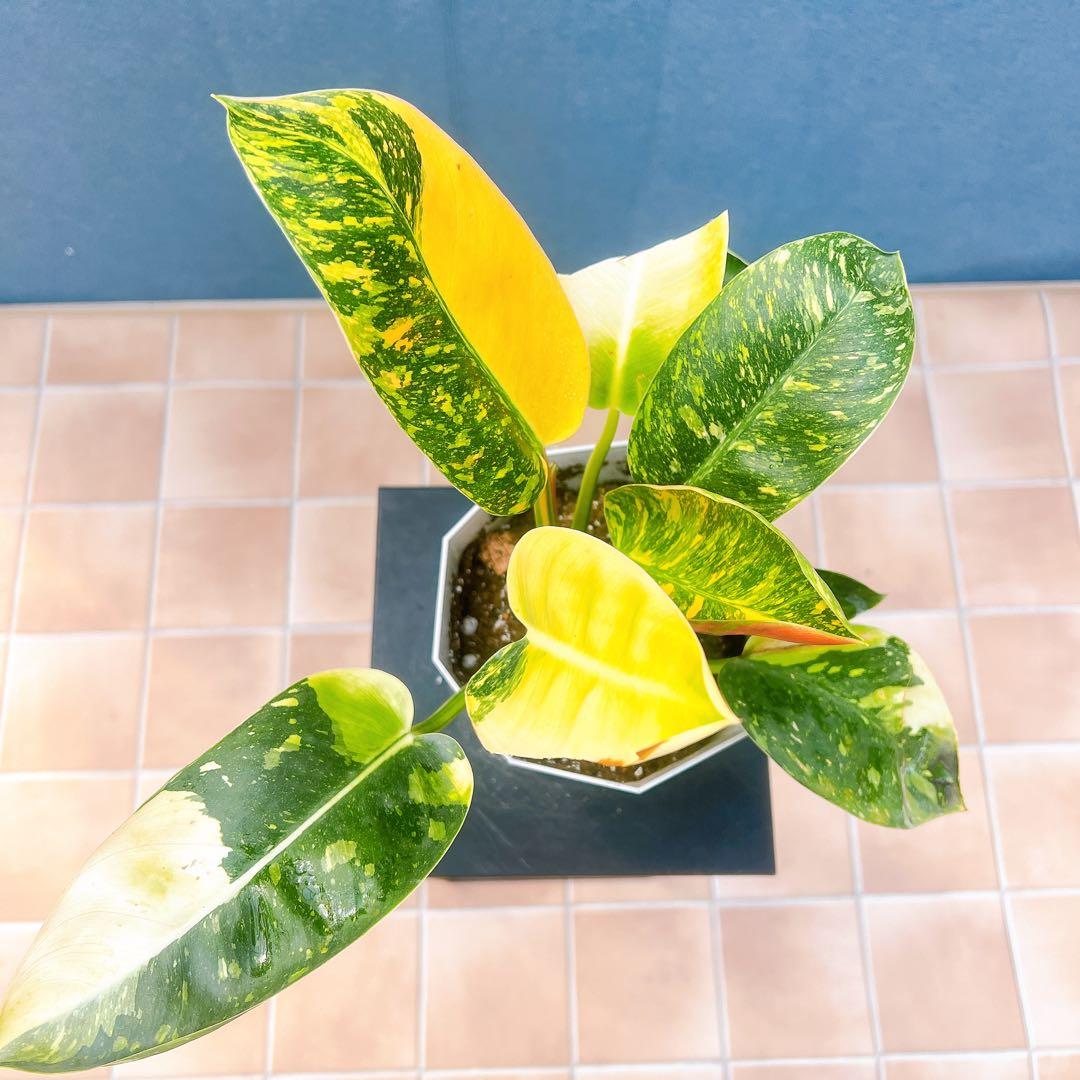 現品　フィロデンドロン　グリーンコンゴ　斑入り　3番　観葉植物　ドライガーデン