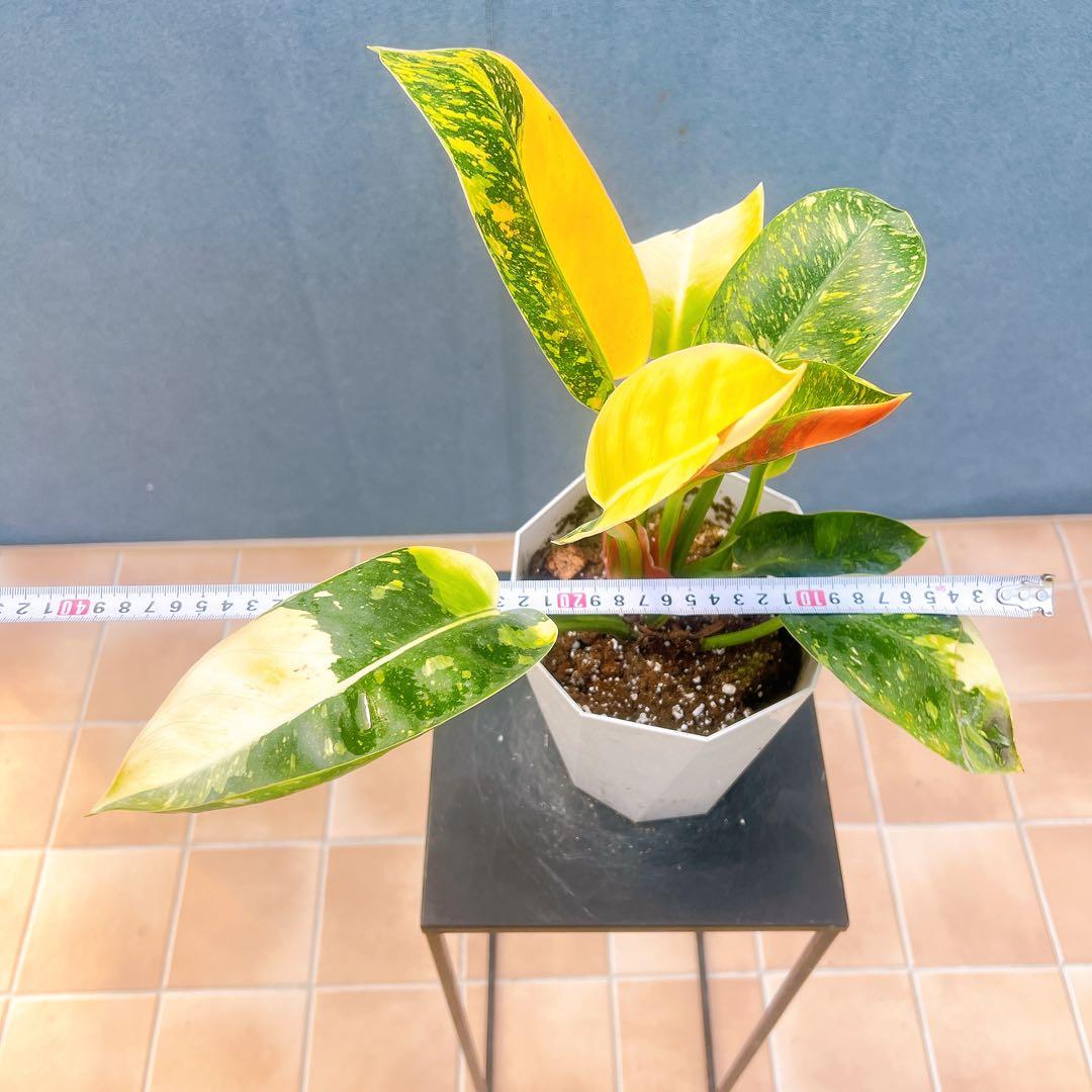 現品　フィロデンドロン　グリーンコンゴ　斑入り　3番　観葉植物　ドライガーデン