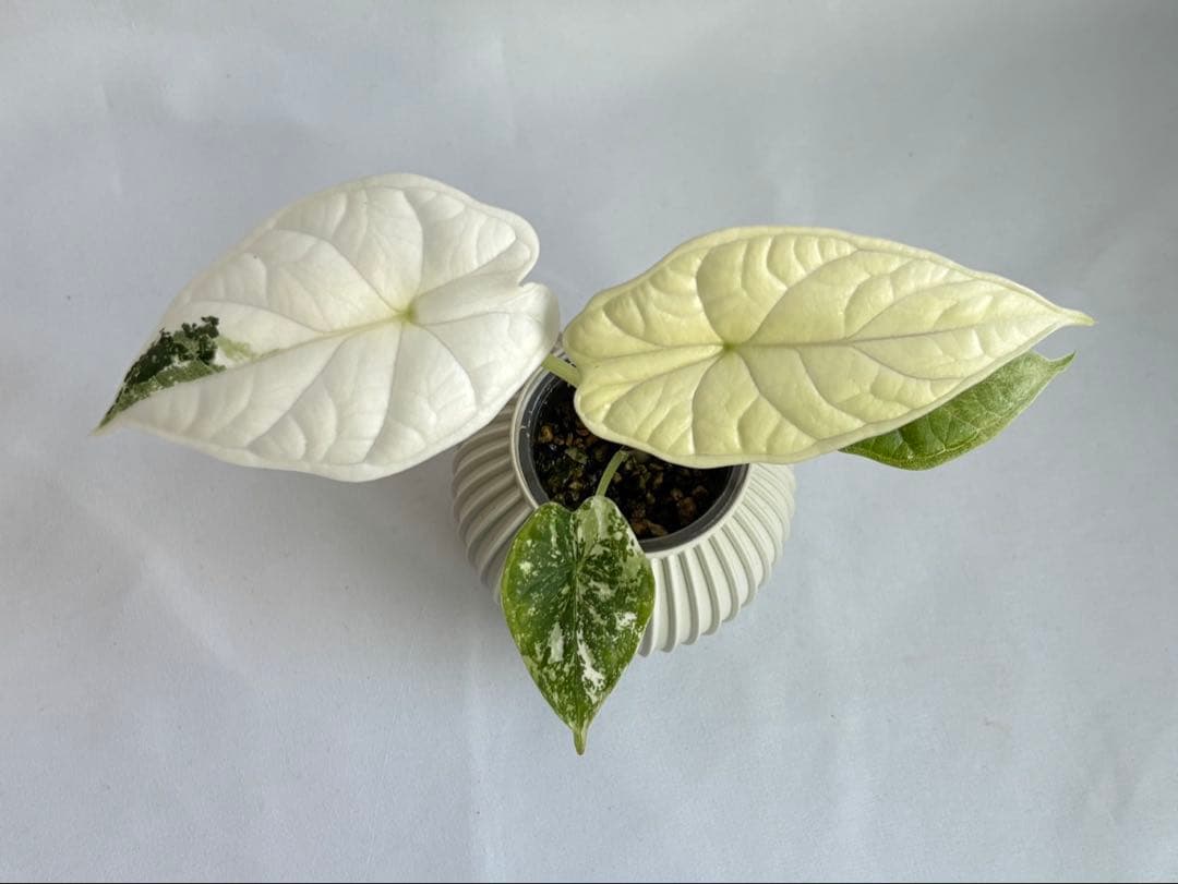 Alocasia Dragon Scale Variegata 【0】