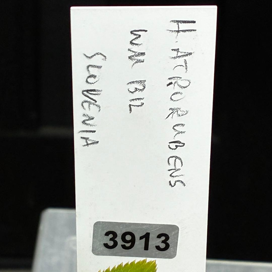 3913☘️2年間管理株☘️限定一株☘️直筆タグ付き☘️超希少☘️⭐️WM原生地採取⭐