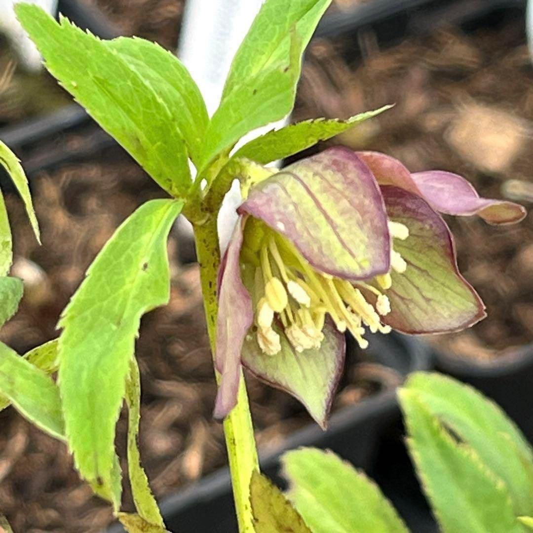 3913☘️2年間管理株☘️限定一株☘️直筆タグ付き☘️超希少☘️⭐️WM原生地採取⭐