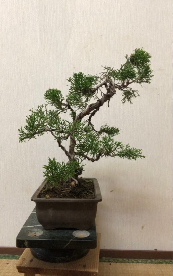 中品　真柏盆栽