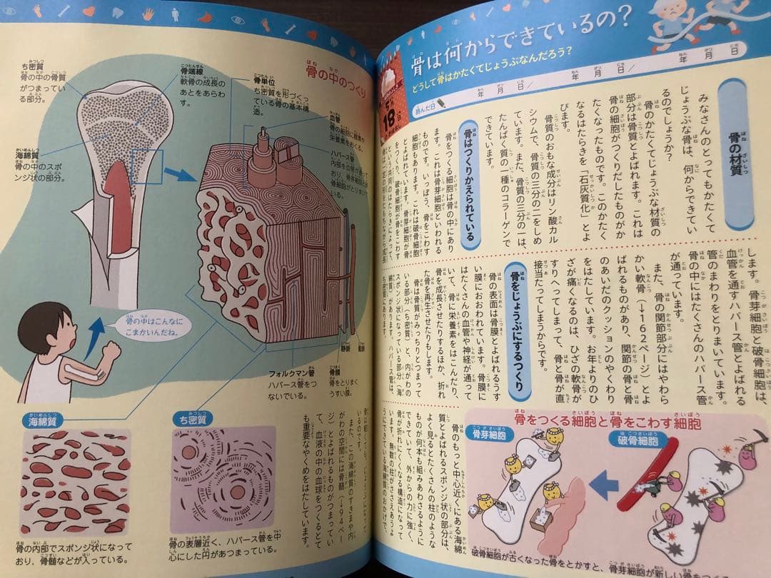 考える力を 366 頭のいい子を 365 人体のふしぎな 英語好きな子に セット