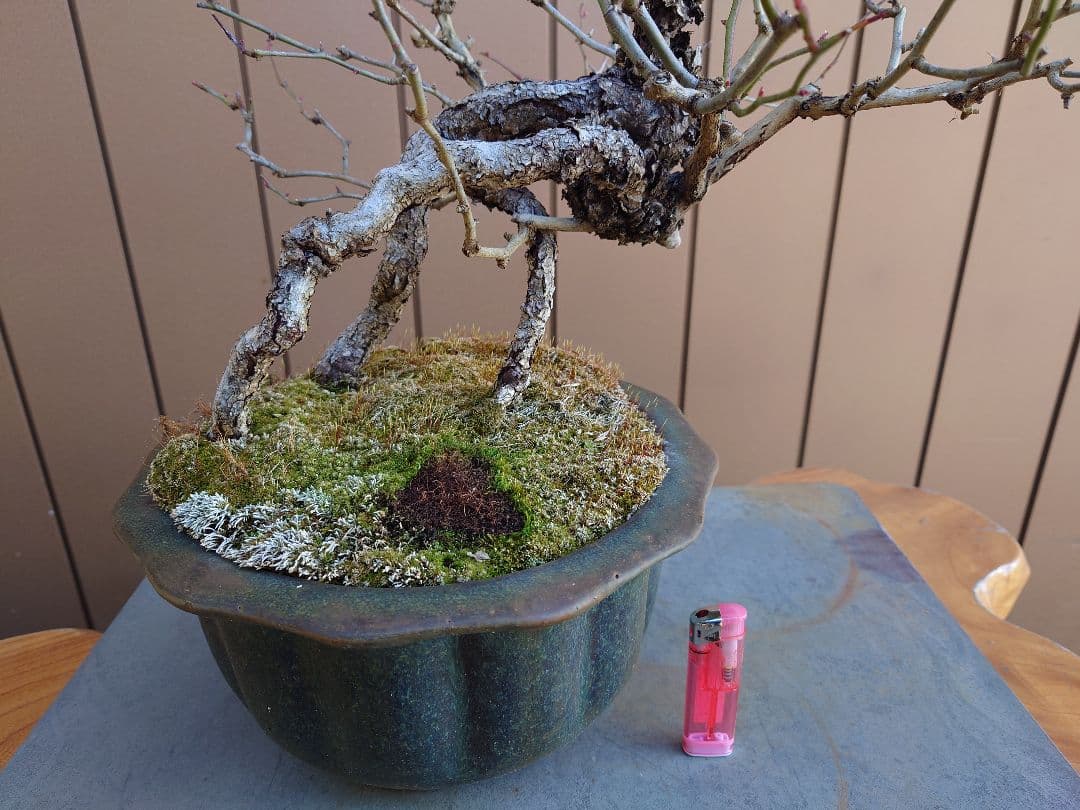 盆栽　野バラ　樹高42cm
