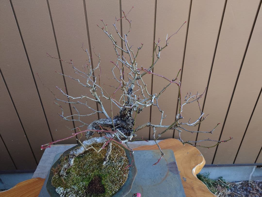 盆栽　野バラ　樹高42cm
