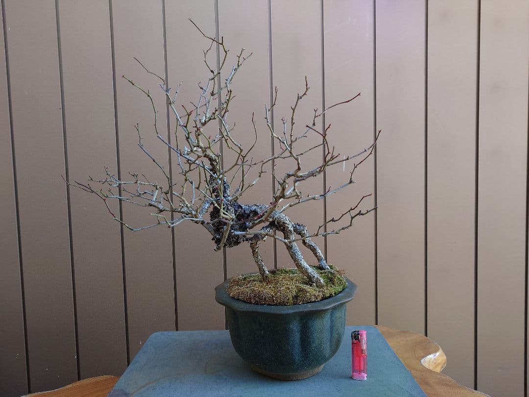 盆栽　野バラ　樹高42cm