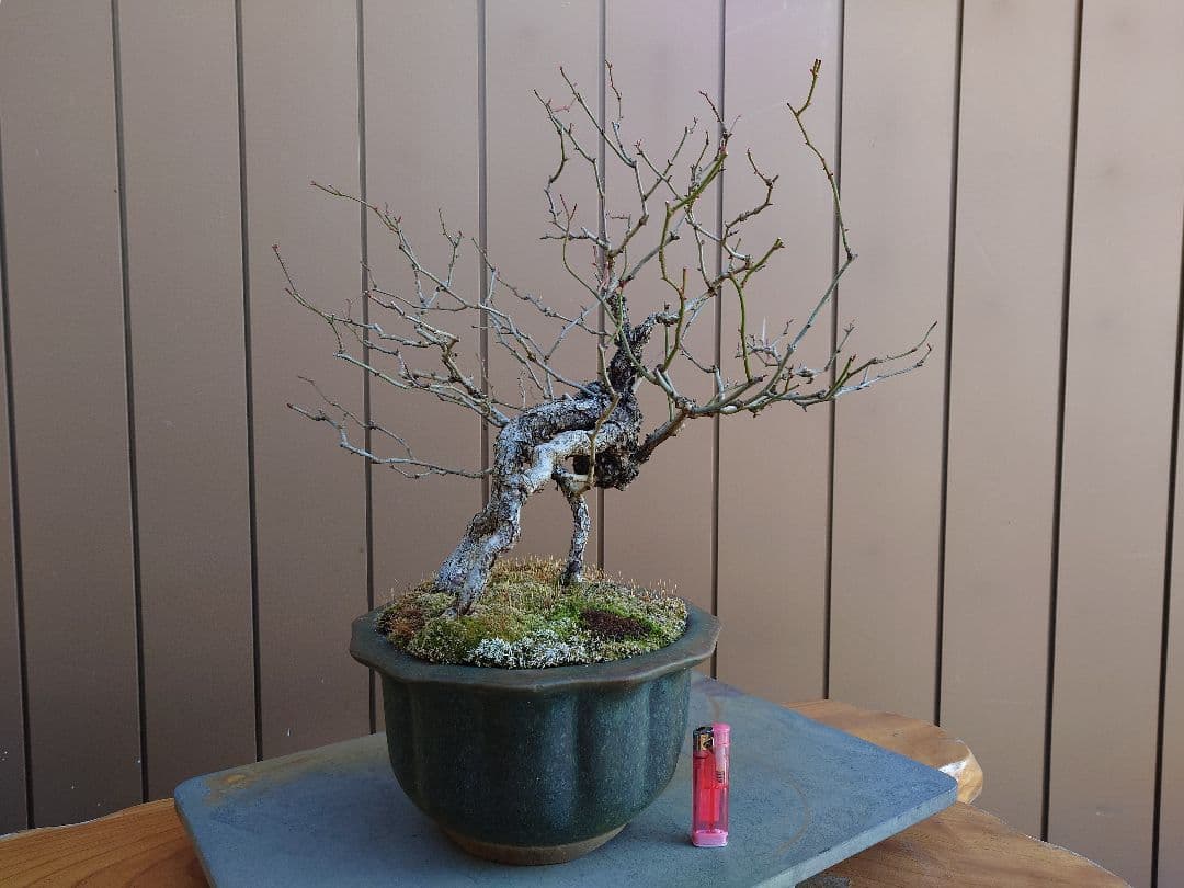 盆栽　野バラ　樹高42cm