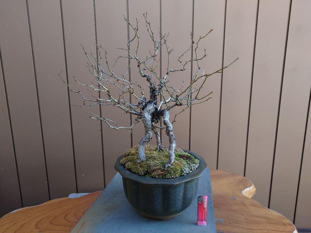 盆栽　野バラ　樹高42cm