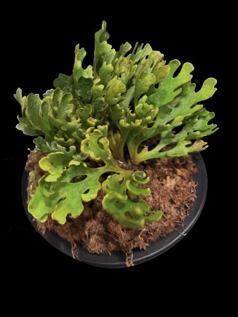 P.Ridleyi dwarf silver リドレイドワーフシルバー　20