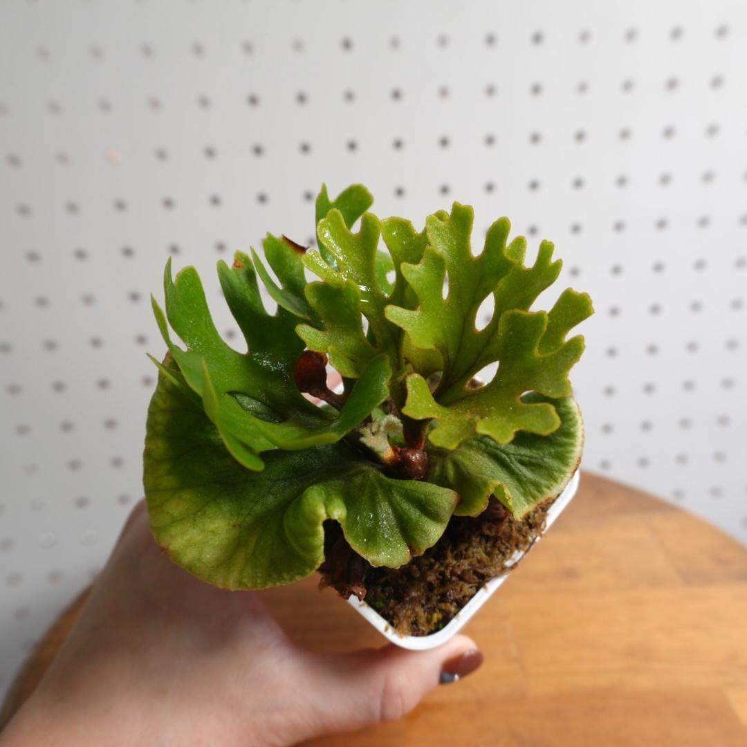 P.Ridleyi dwarf silver リドレイドワーフシルバー　20