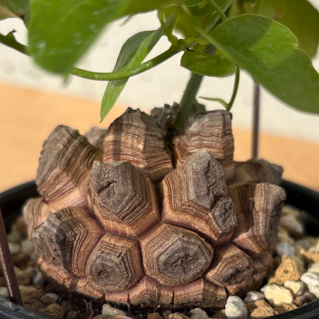 No.703 Dioscorea elephantipes アフリカ亀甲竜　実生