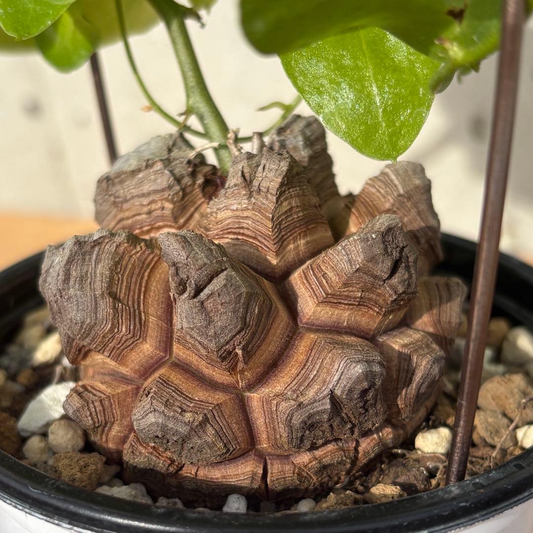 No.703 Dioscorea elephantipes アフリカ亀甲竜　実生