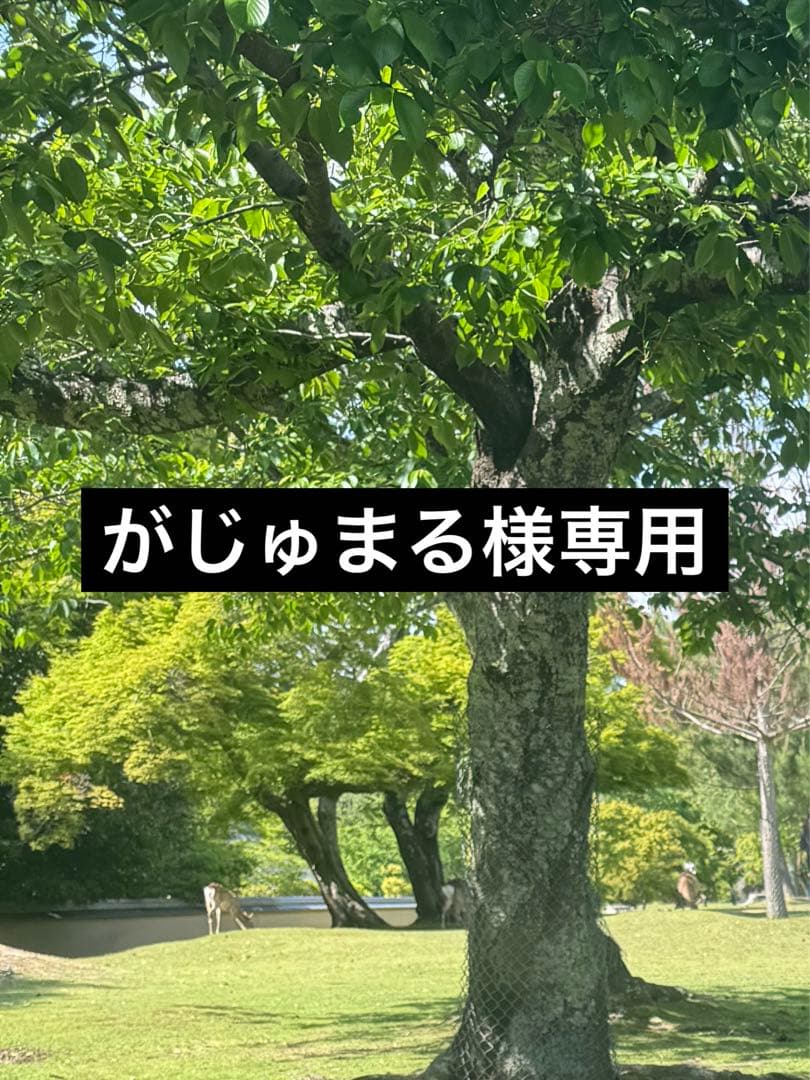 がじゅまるです。
