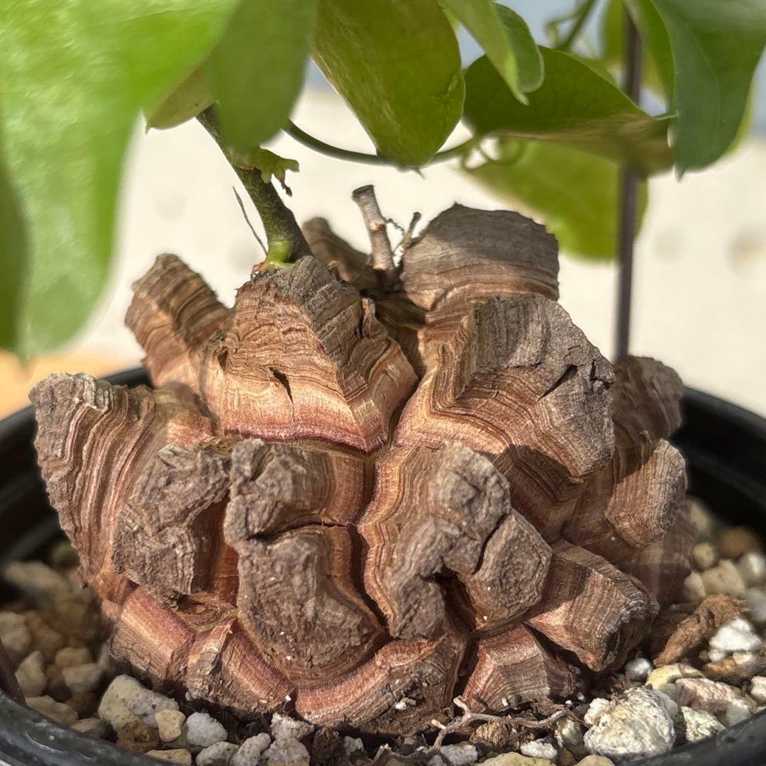 No.705 Dioscorea elephantipes アフリカ亀甲竜　実生