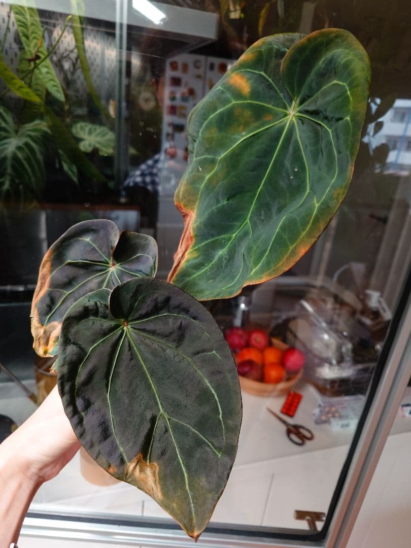 確認用　Anthurium AOS x Thai Magnificum