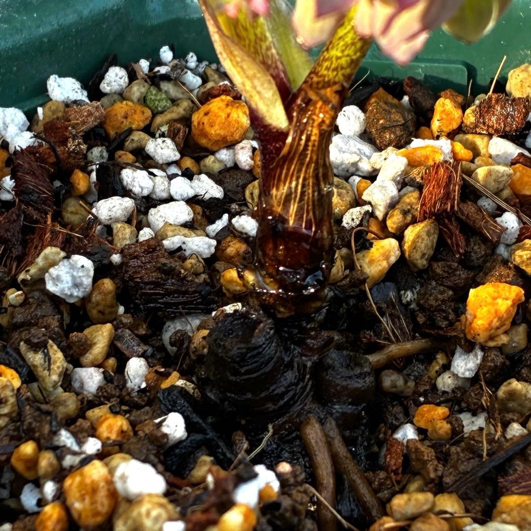 855☘️ラスト2☘️超希少☘️DD⭐️atrorubens⭐️超小輪⭐️多弁⭐️超コンパクト